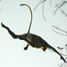 Proboscis Monkey leaping through the forest - Sarawak, Borneo