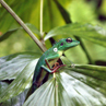 Lizard - Borneo