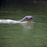 Fresh water Otter - Pantanal, Brazil