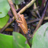Frog - Pantanal, Brazil