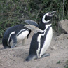 Humbolt Penguins - Valdes Peninsula, Argentina