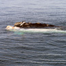Right Whale and her calf - Valdes Peninsula, Argentina