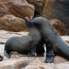 Fighting seals - Cape Cross, Namibia