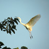 Heron coming into land in the forest - Sarawak, Borneo