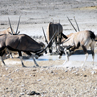 Fighting Oryx - Etosha, Namibia