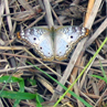 Butterfly - Pantanal I think, Brazil