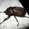 Beetle - Borneo