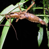Stick insect (one of the big ones!) - Borneo