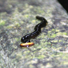 Hammerhead Worm - Borneo