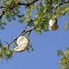 Acacia pods.  The seeds are used to make jewelery - Namibia