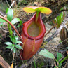 Pitcher plant, the flap at the top of the plant closes to trap any flies caught in the main pod. - Kona Kinabulu, Borneo