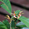 Orchid - Borneo