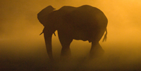 elephant at sunset - namibia